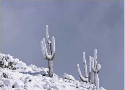 Snow Cactus